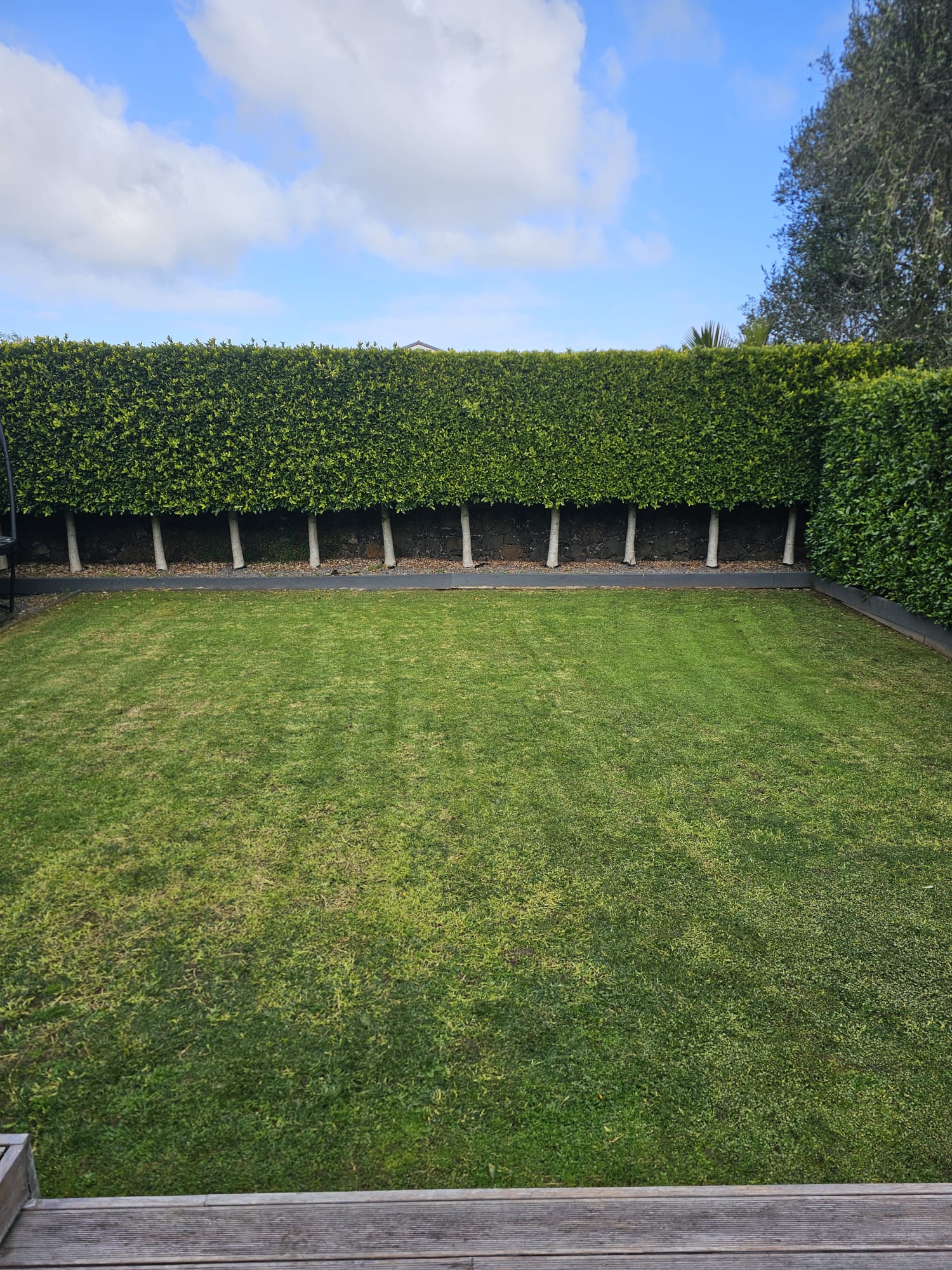 Clipped hedge above a neatly mown lawn