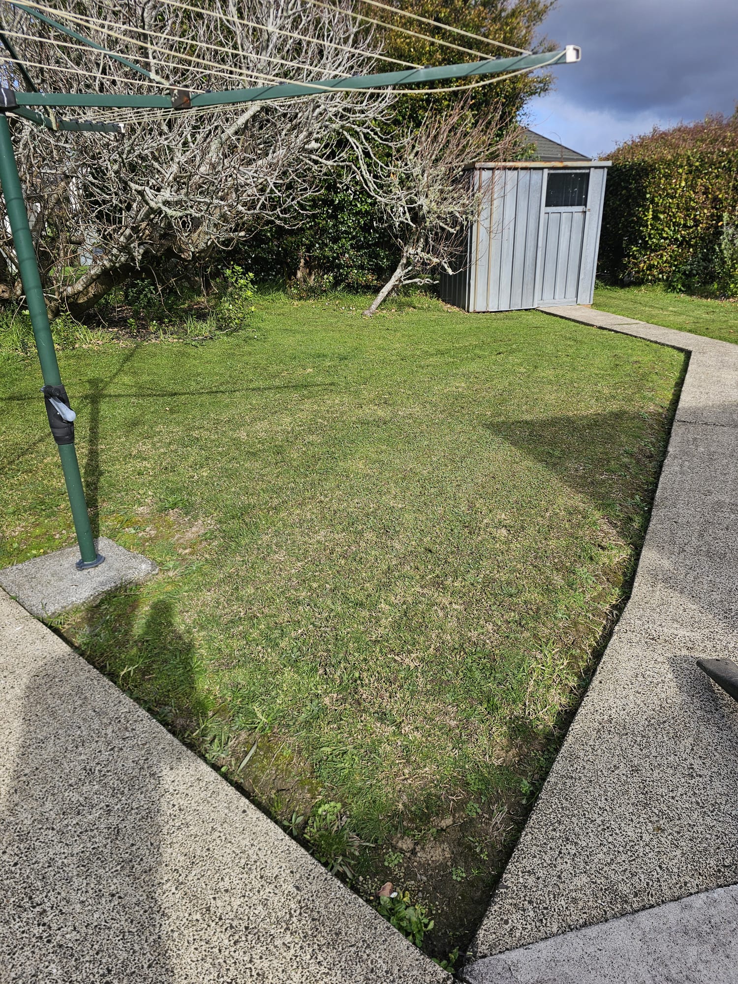 Neatly edged backyard lawn